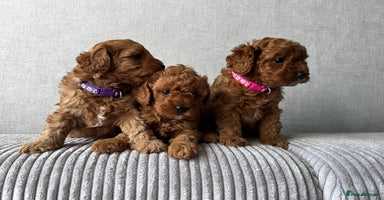 Cavapoo dogs - Advert 3