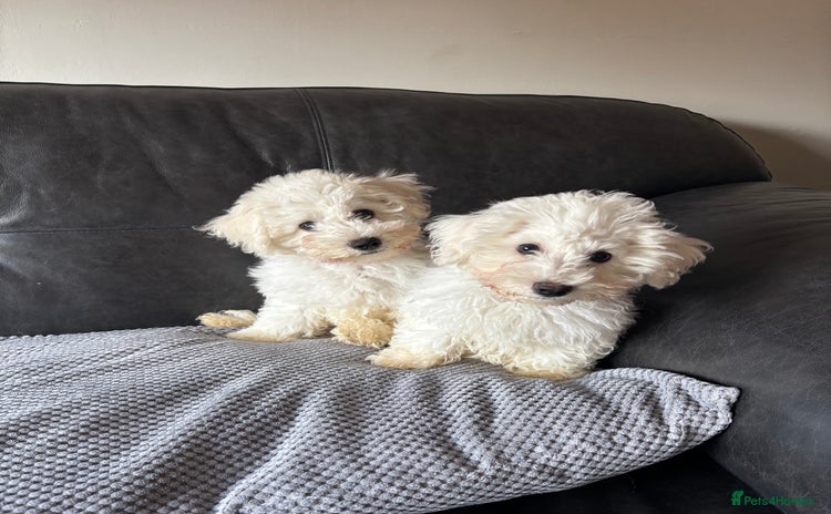 Bichon Frise dogs - Advert 4
