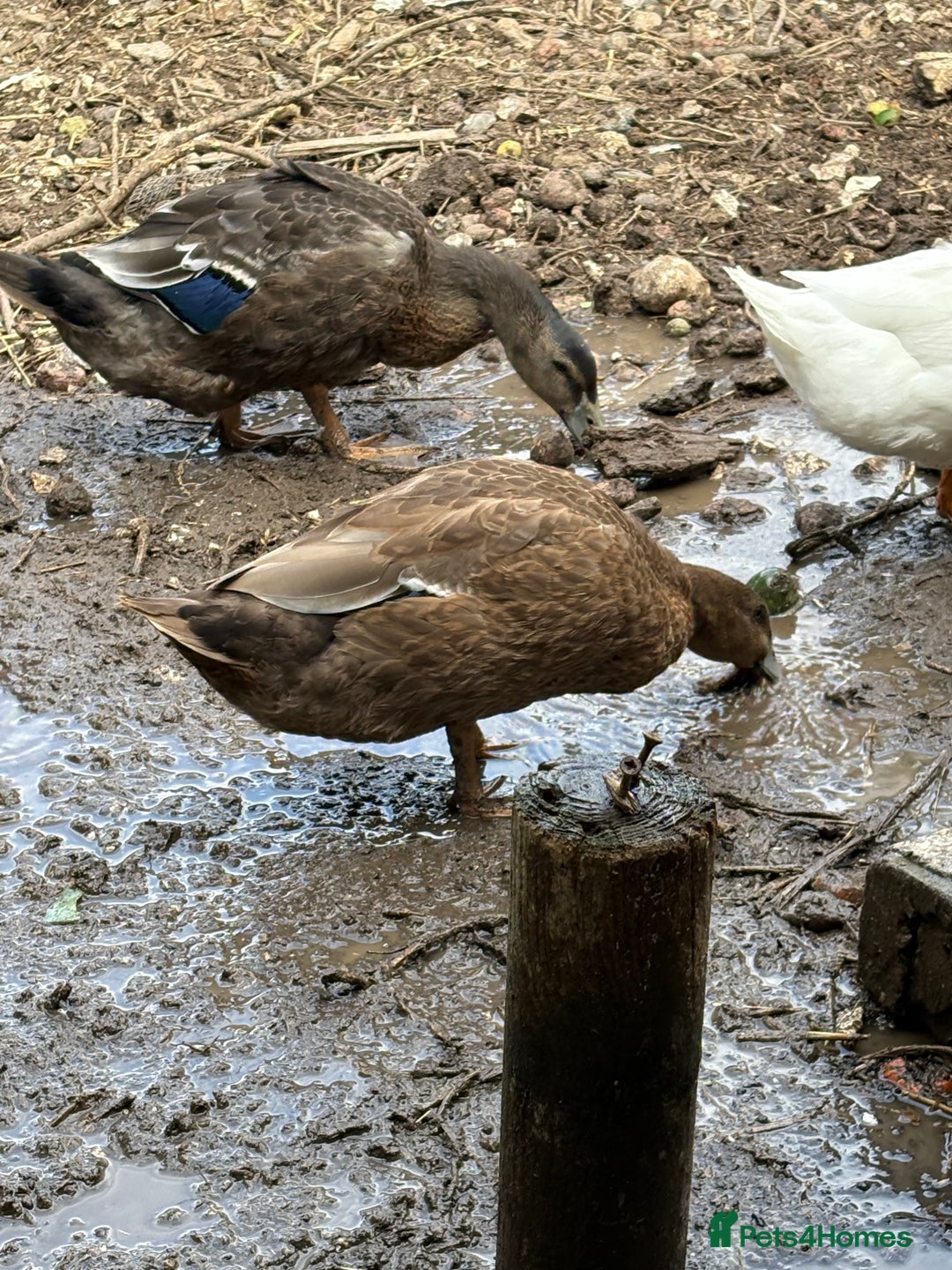 Ducks poultry for sale: Gorgeous cherry valley ducks  - Image 5