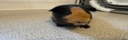 Guinea Pig rodents for sale: 4 month old lovely little sow  - Advert 4