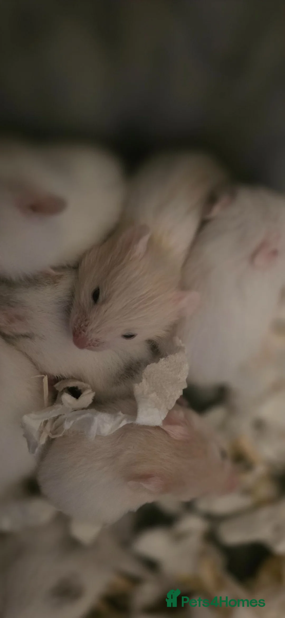 Hamster rodents for sale: 10 baby Hamsters  - Advert 1