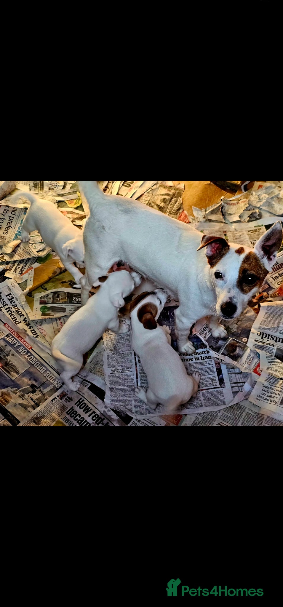 Jack Russell dogs Jack Russell Puppies  - Advert 5