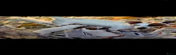 Jack Russell dogs for sale: Jack Russell Puppies  - Advert 1