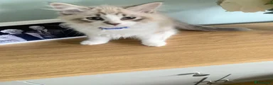 Siberian Kitten   Blue