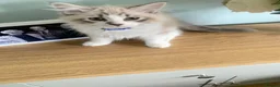Siberian cats for sale: Siberian GCCF 2 males ready now  - Advert 11