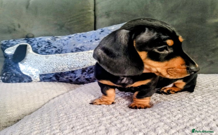 Dachshund dogs - Advert 3