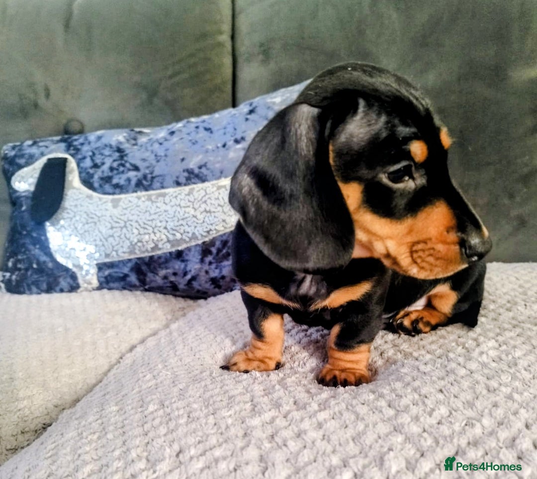 Dachshund dogs for sale: MINIATURE DACHSHUND!Only boy left. - Image 1