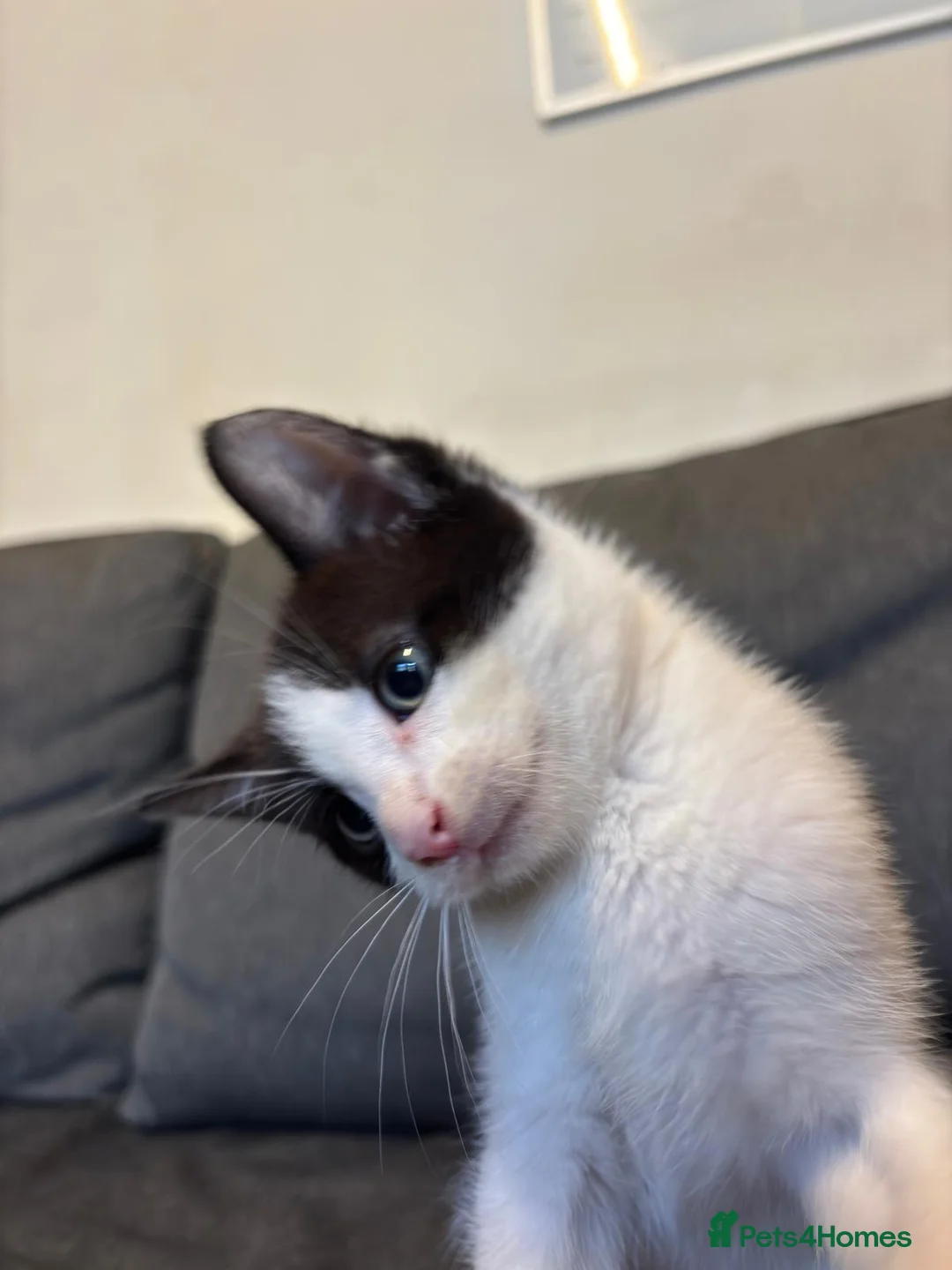 Mixed Breed cats for sale: Selling 2 Gorgeous kittens - Advert 10