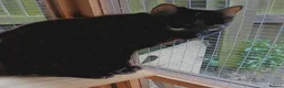 Mixed Breed cats for adoption: BUBBLES - Advert 2