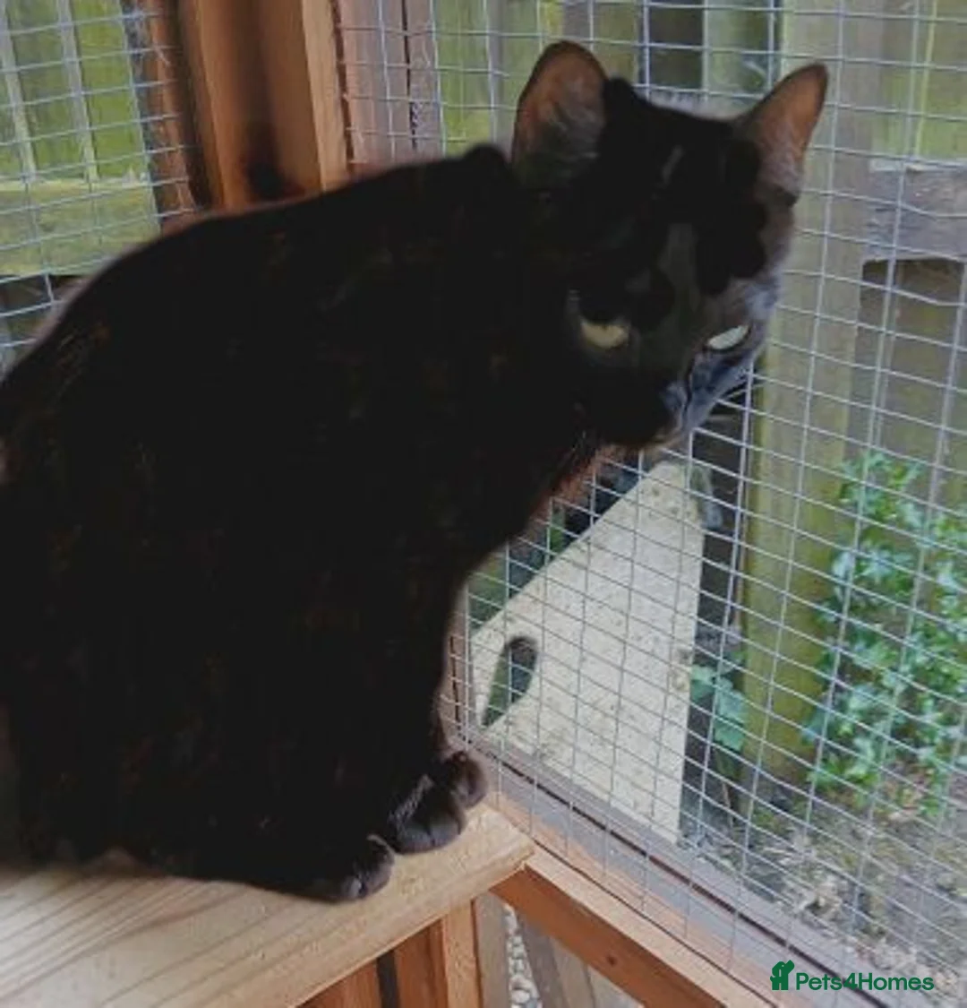 Mixed Breed cats for adoption: BUBBLES - Advert 2