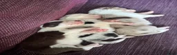 Border Collie dogs for sale: 6 amazing Border Collie puppies for sale in Darlington - Advert 11