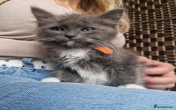 Ragdoll cats for sale: 6 CROSS RAGDOLL KITTENS WAITING FOR A LOVING HOME - Image 7