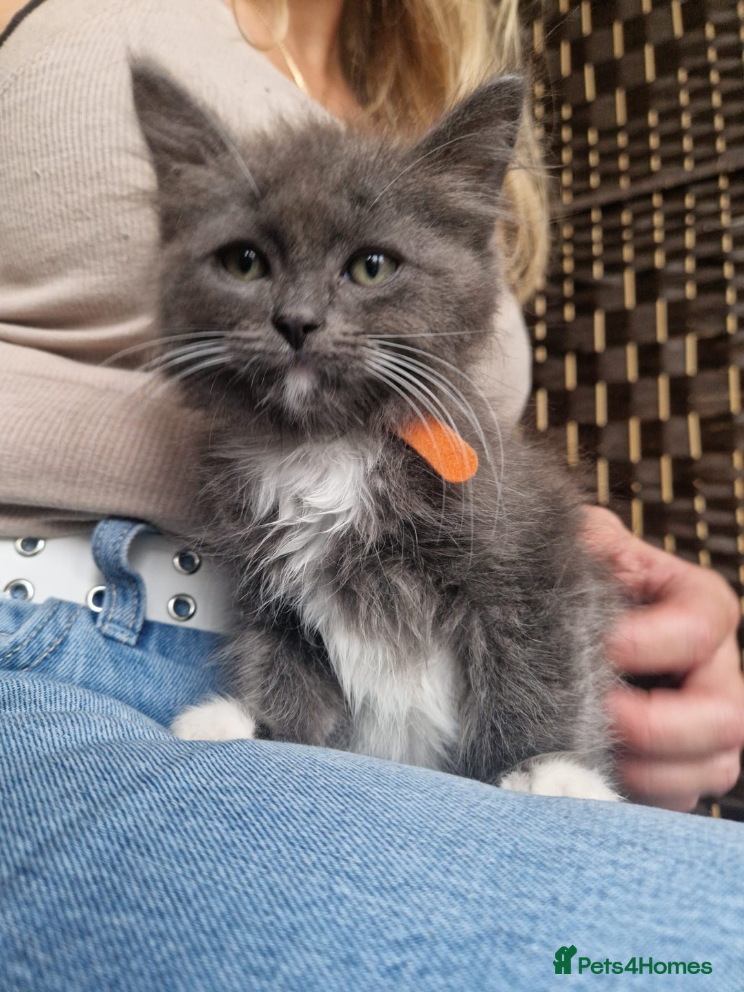 Ragdoll cats for sale: 6 CROSS RAGDOLL KITTENS WAITING FOR A LOVING HOME - Image 7