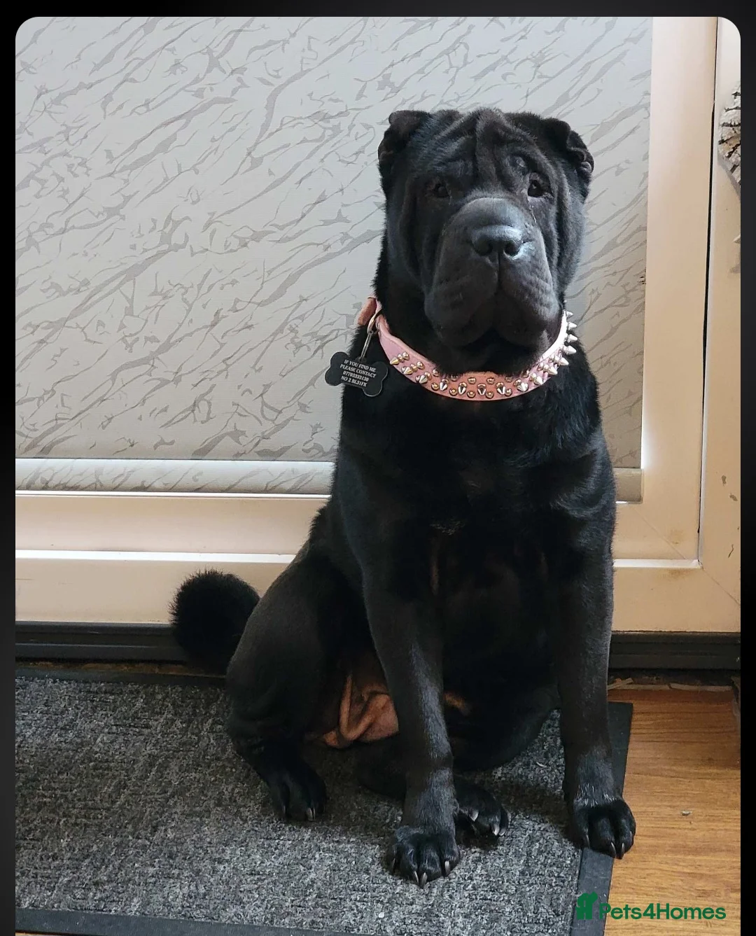 Shar Pei dogs for sale: Male and female  in Bolton - Advert 1