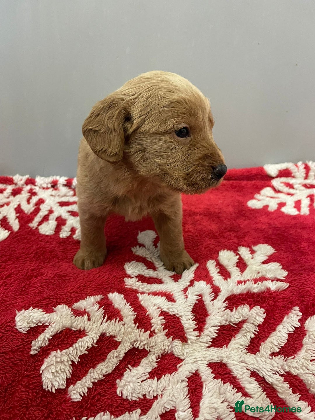 Labradoodle dogs for sale: F1 Labradoodle Puppies  - Advert 11