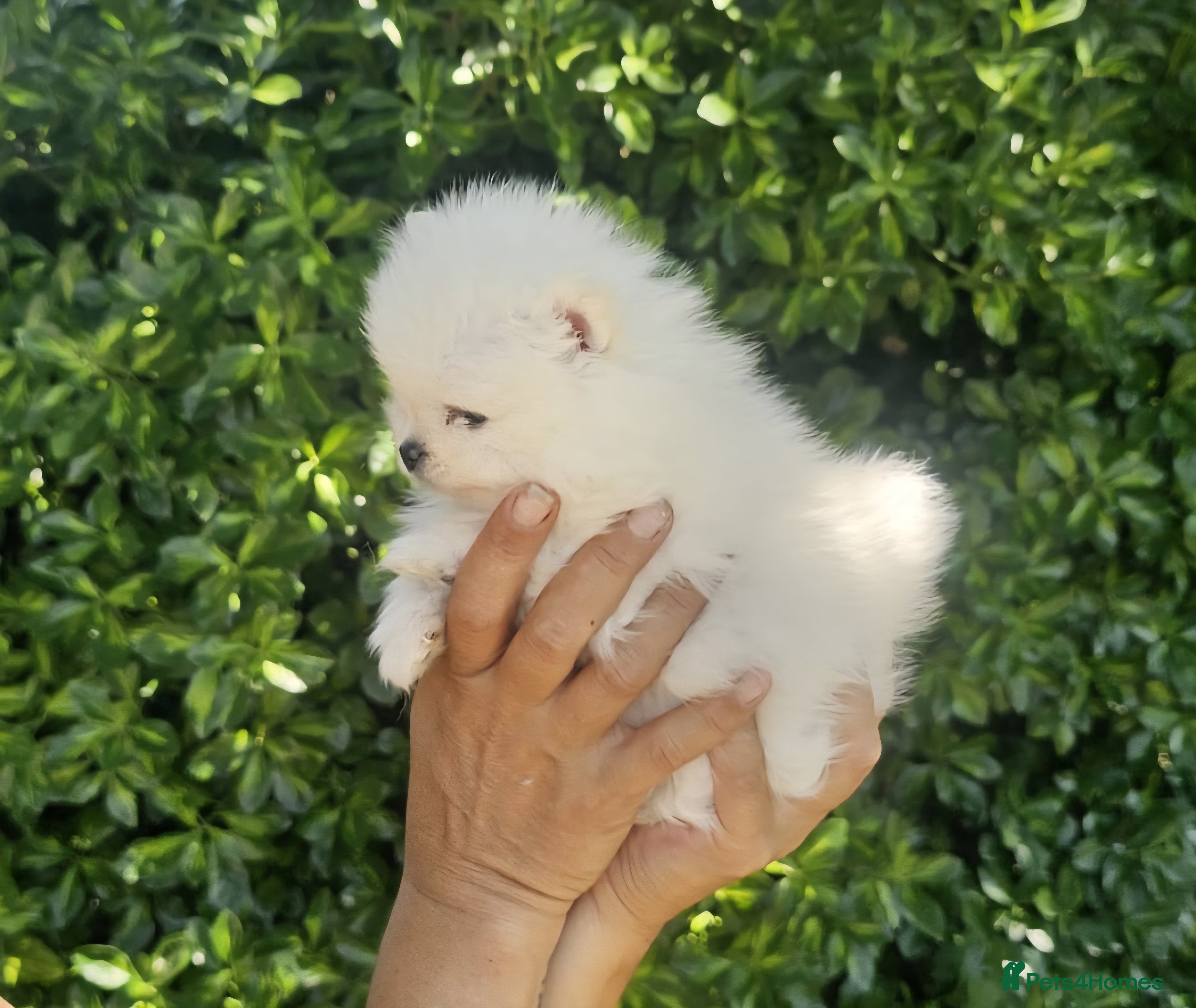 Pomeranian dogs Amazing cream boy - Advert 1