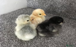 Chickens poultry for sale: 💕Pekin chicks last hatch of the year💕 - Image 5