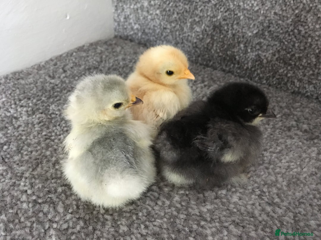 Chickens poultry for sale: 💕Pekin chicks last hatch of the year💕 - Image 5