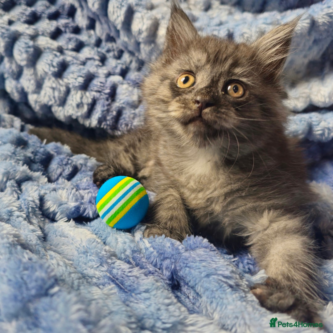 Maine Coon cats for sale: *PRICE DROP* ONLY 1 GIRL LEFT!!! *READY NOW* GCCF! in Alfreton - Image 14