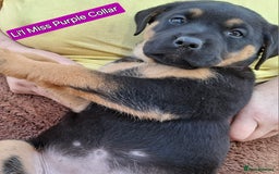 Rottweiler dogs for sale: Stunning Litter Of Shepweiler X Mastiff Pups - Image 34