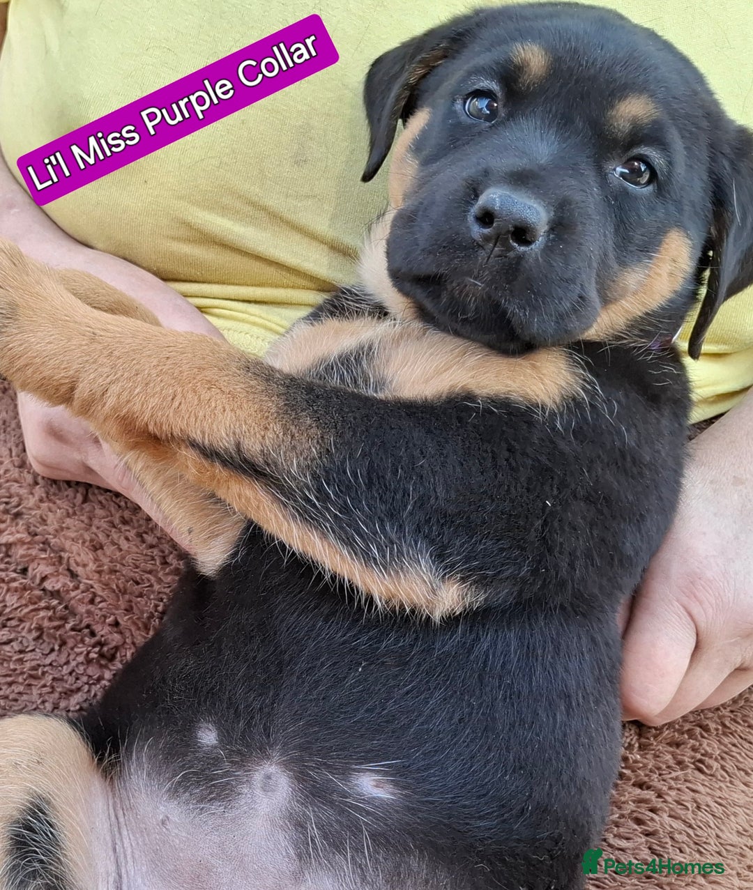 Rottweiler dogs for sale: Stunning Litter Of Shepweiler X Mastiff Pups - Image 34