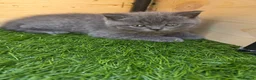 British Shorthair cats for sale: Beautiful British Shorthair kittens  - Advert 12