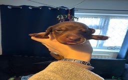 Dachshund dogs for sale: STUNNING dashaunds!!  - Advert 3