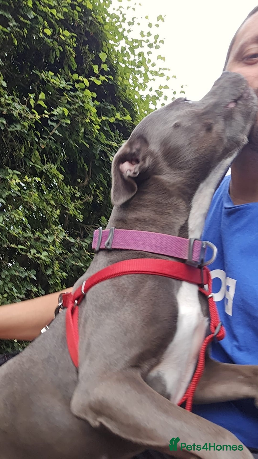 Staffordshire Bull Terrier dogs for sale: Freya the staffie  - Image 3