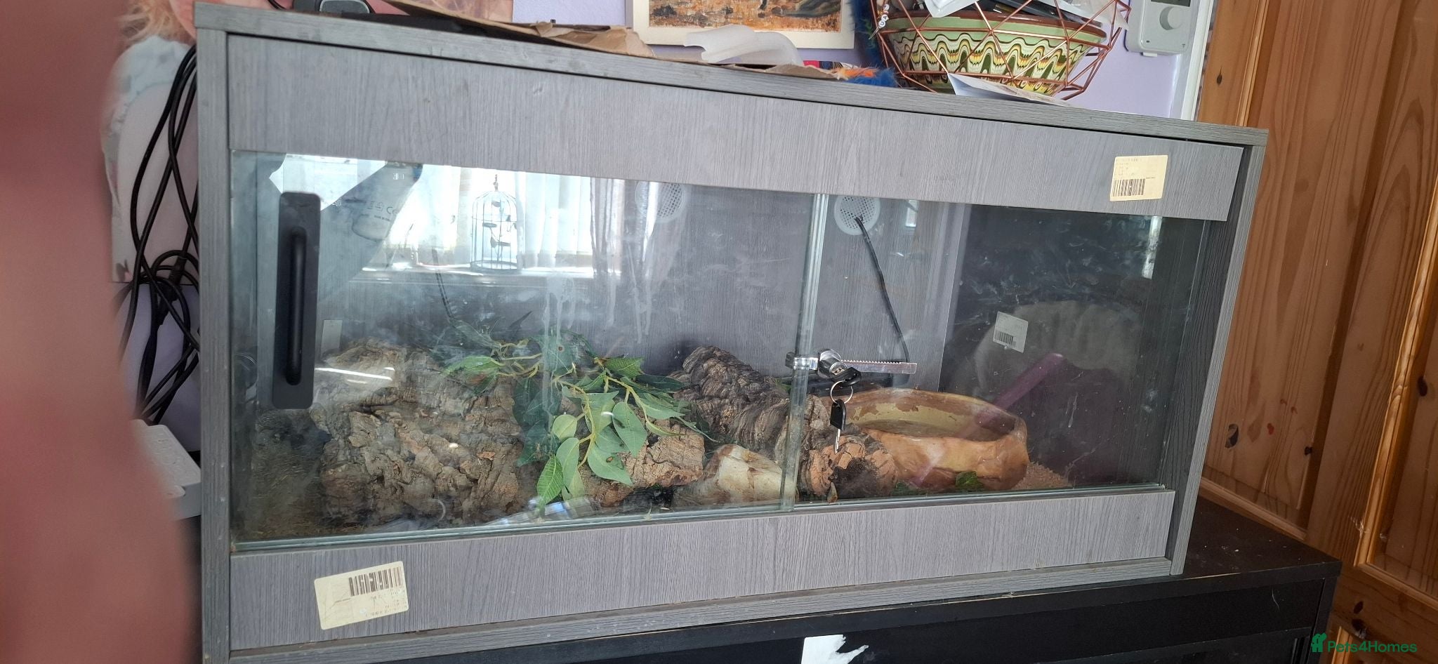 Python Snake reptiles Ruby the Royal python and full set up - Advert 2