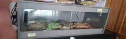 Python Snake reptiles for sale: Ruby the Royal python and full set up - Advert 2
