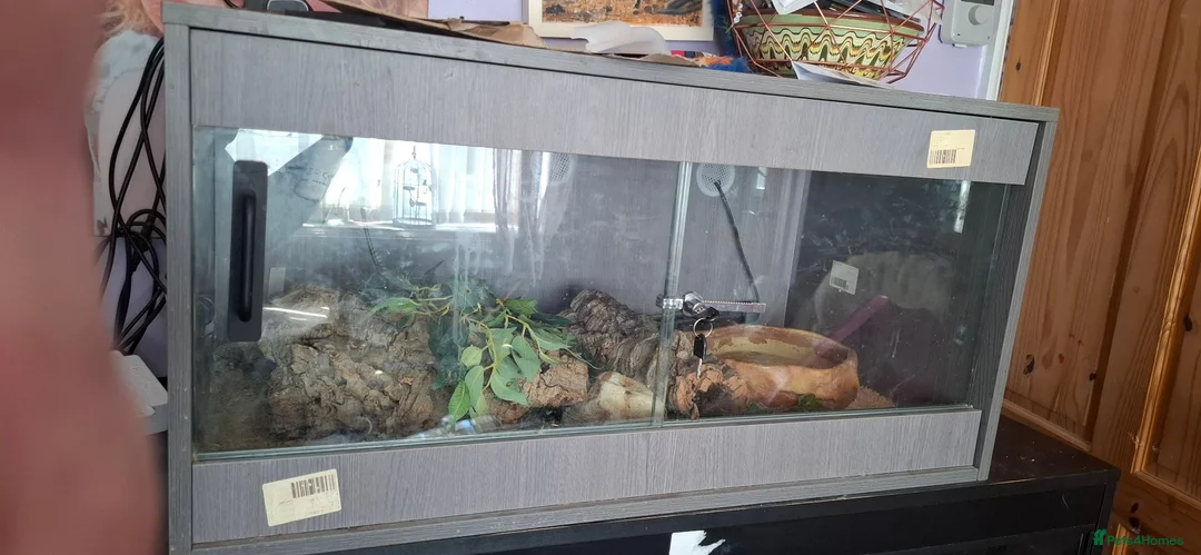 Python Snake reptiles for sale: Ruby the Royal python and full set up - Advert 2