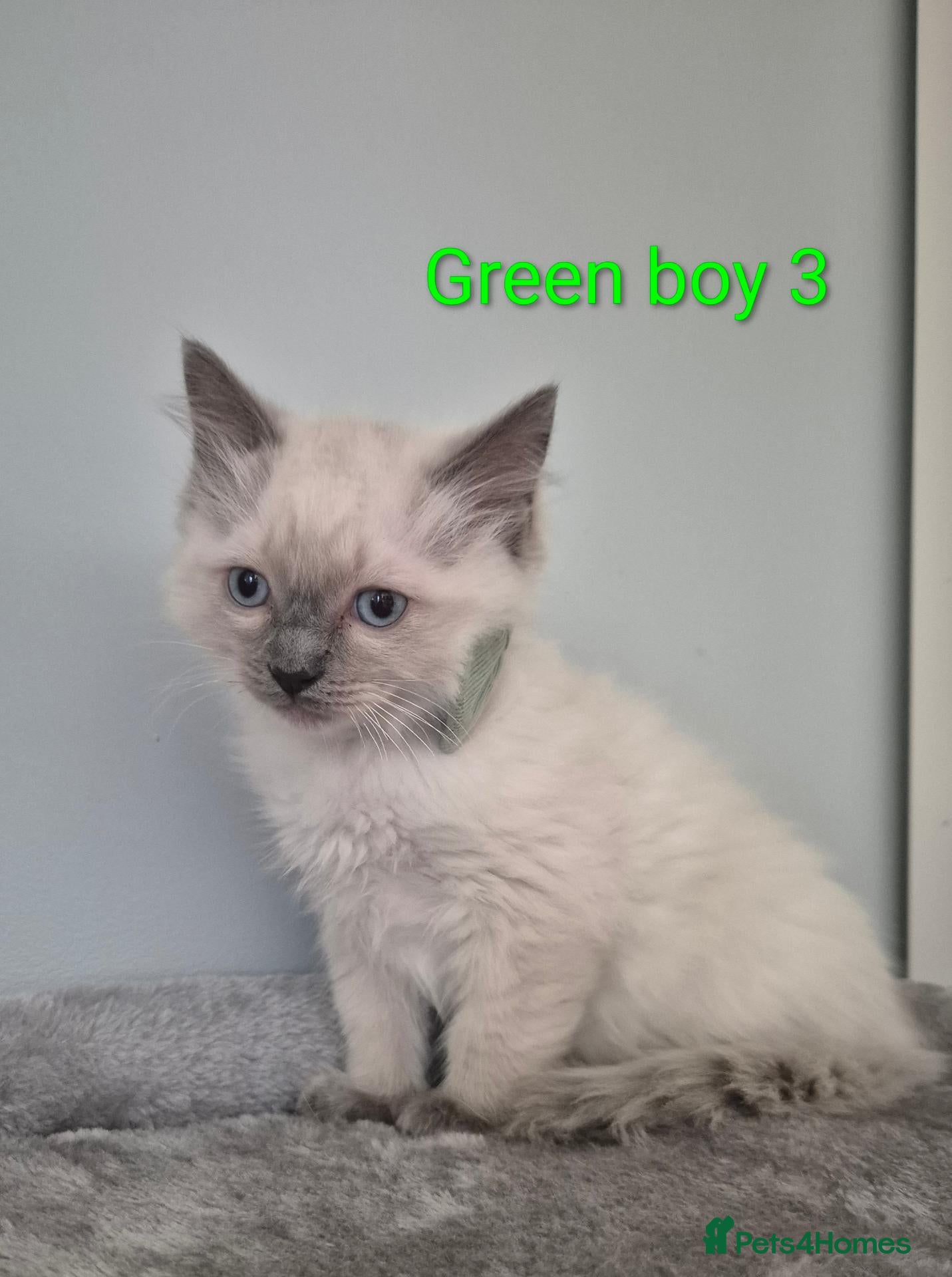 Ragdoll cats 😻 Ragdoll Kitten 😻 - Advert 2