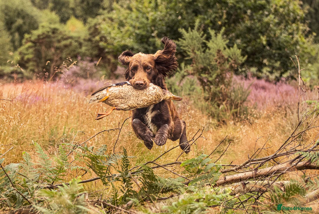 Cocker Spaniel dogs for stud: Cocker spaniel for stud extensively health tested  in Shrewsbury - Advert 22