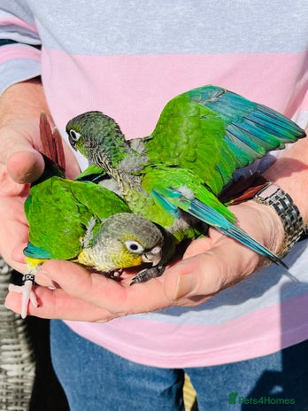 Conures birds in Lancaster - Advert 3