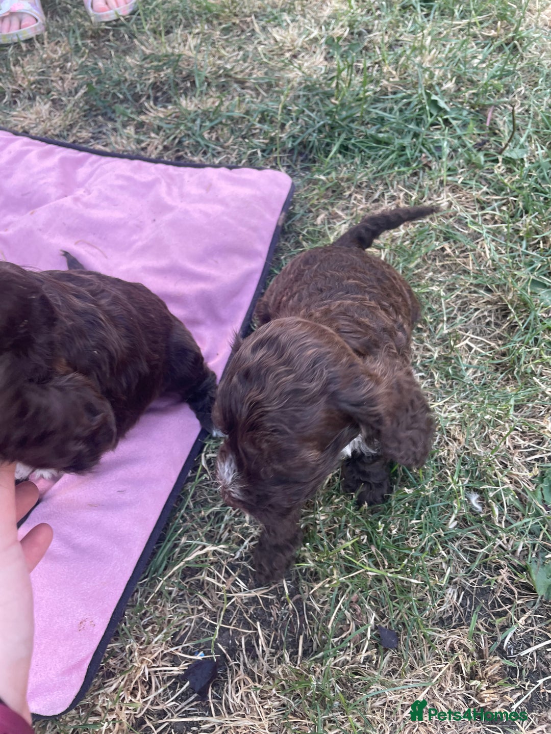 Cockapoo dogs for sale: Ready now! Cockapoo puppies F1 3 girls 2 boys - Image 8