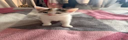 Mixed Breed cats for sale: 8 gorgeous kittens  - Advert 8