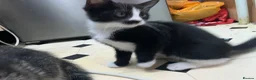 Mixed Breed cats for sale: Kittens  in Harrow - Advert 7