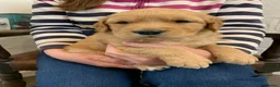 Golden Retriever dogs for sale: KC REGISTERED GOLDEN RETRIEVER PUPPIES - Advert 3
