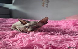 Sphynx cats for sale: 2 male sphynx cats - Image 5