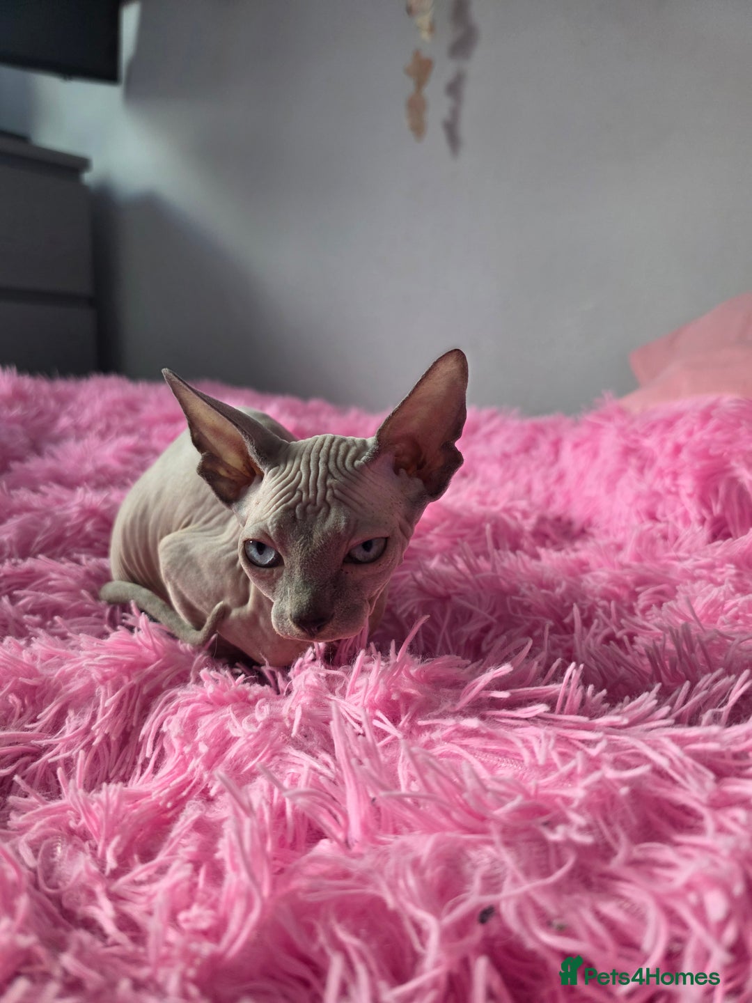 Sphynx cats for sale: 2 male sphynx cats - Image 5