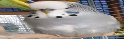 Budgerigars birds for sale: Buggies various colours - Advert 3