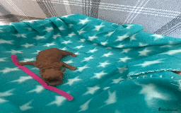 Labradoodle dogs for sale: Miniature Labradoodle F1BB Puppies - Image 11