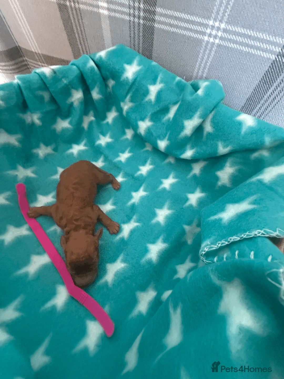 Labradoodle dogs for sale: Miniature Labradoodle F1BB Puppies - Image 11