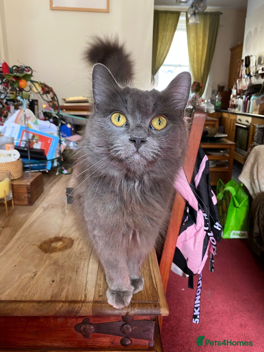 Mixed Breed cats for sale: Beautiful kittens  - Image 3