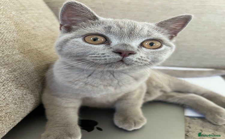 British Shorthair cats - Advert 16