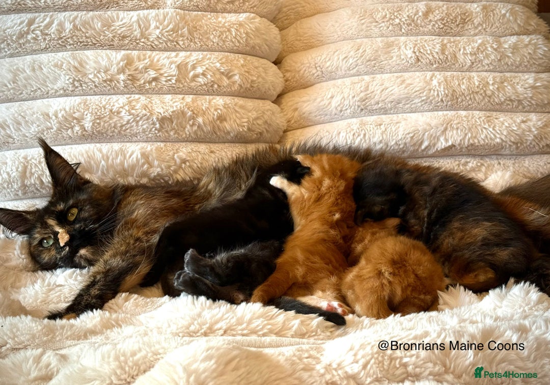 Maine Coon cats for sale: GCCF MAINE COON KITTENS (ACTIVE REG AVAILABLE) - Image 7
