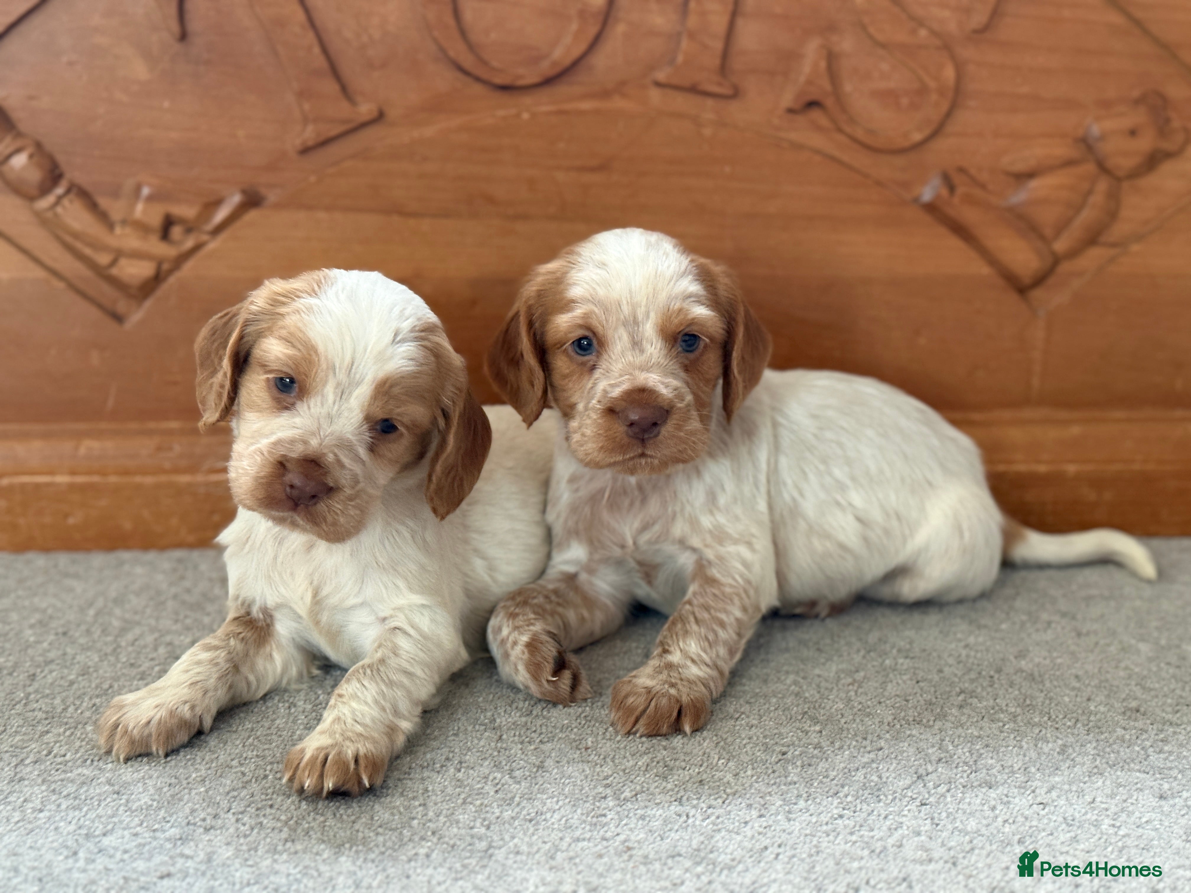 Cocker Spaniel dogs Gorgeous KC reg, working cocker spaniel pups  - Advert 1