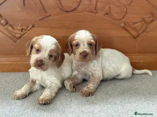 Cocker Spaniel dogs Gorgeous KC reg, working cocker spaniel pups - Advert 1