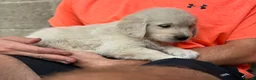 Golden Retriever dogs for sale: Beautiful golden retriever babies  - Advert 8