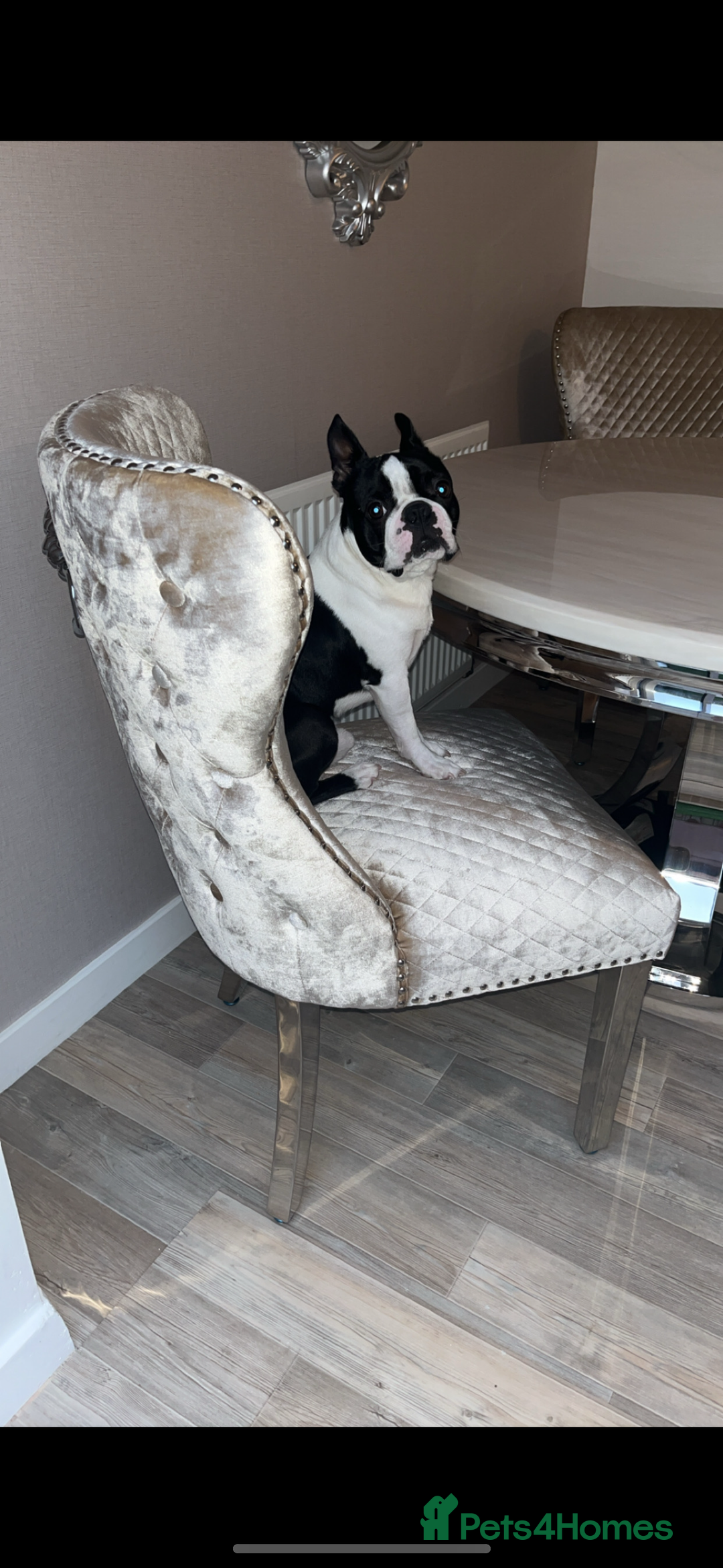 Boston Terrier dogs for stud: Proven black and white Boston terrier for stud - Advert 5